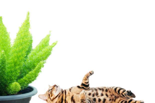 Plantes d’intérieur toxiques pour chiens et chats :  Les risques à connaître !-10