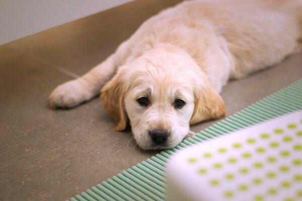 Piroplasmose du chien : attention aux tiques !