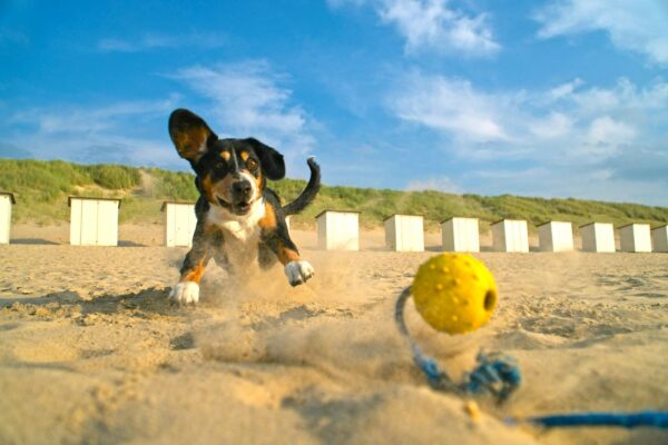 Les vacances d’été avec votre chien