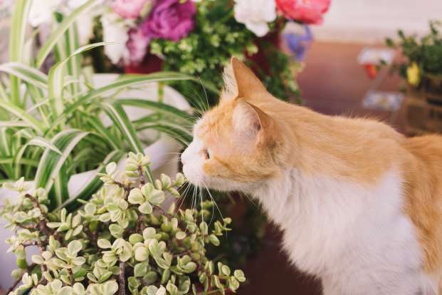 Plantes d’intérieur toxiques pour chiens et chats :  Les risques à connaître !