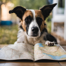 7-carte pet friendly